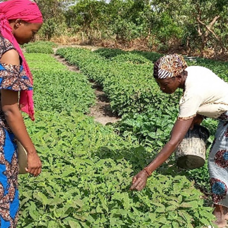 Emploi des Jeunes pour l’Amélioration de la Sécurité Alimentaire au Nord-Bénin (EJASA) Phase Pilote